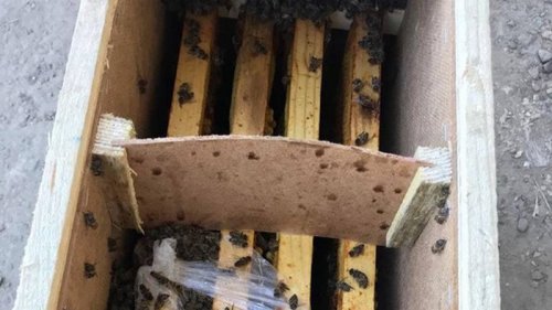 Пчелы в посылках Укрпочты начали оживать (видео)