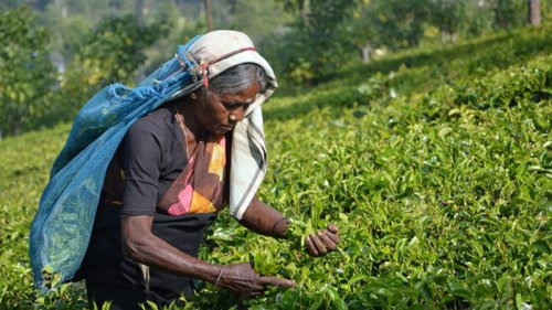 Эксперты считают, что цены на индийский чай могут вырасти