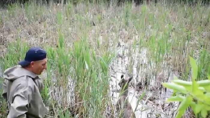 Возле Ровно из болотной ловушки спасли лосиху (видео)