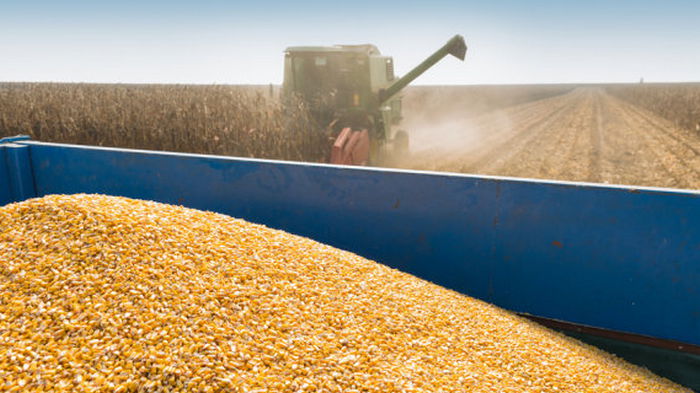 США прогнозируют рекорд урожая пшеницы в Украине в 2021/22 маркетинговом году
