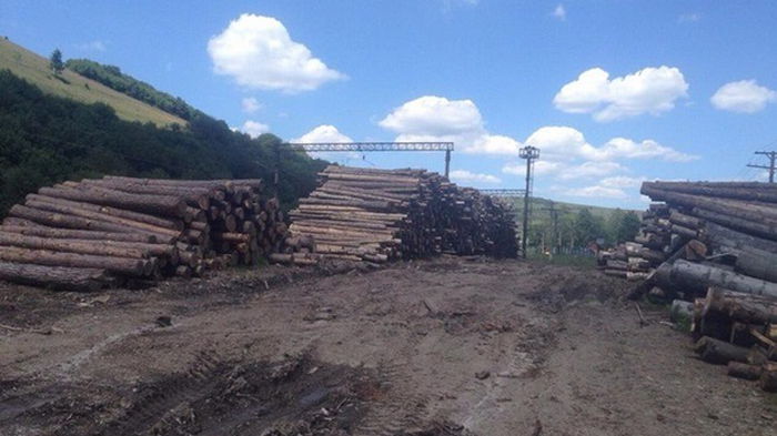 В Кабмине предлагают отказаться от моратория на экспорт леса