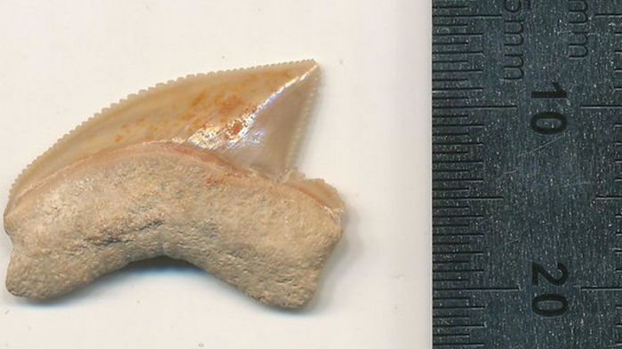 В Иерусалиме нашли клад времен царя Соломона с зубами доисторических акул