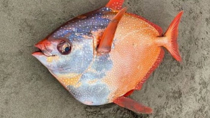 На севере США обнаружили редкую теплолюбивую рыбу