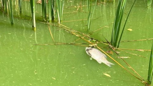 В Черкасской области погибла рыба в водохранилище