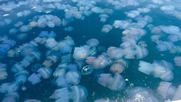 Ученый объяснил нашествие медуз в Азовском море