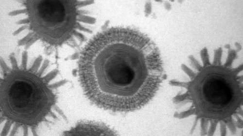 Из Бездны Челленджера на глубине 11 км китайские ученые подняли гигантские вирусы