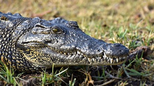 На Арабатской Стрелке обнаружили крокодила