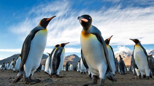 Императорским пингвинам в Антарктиде угрожает вымирание