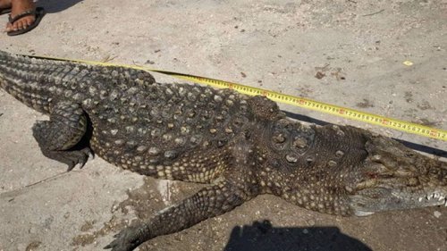 Крокодила на Арабатской Стрелке достали из воды мертвым