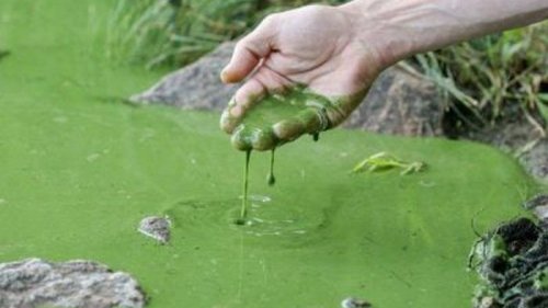 В Днепре вода стала зеленой: эколог объясняет причины такого явления
