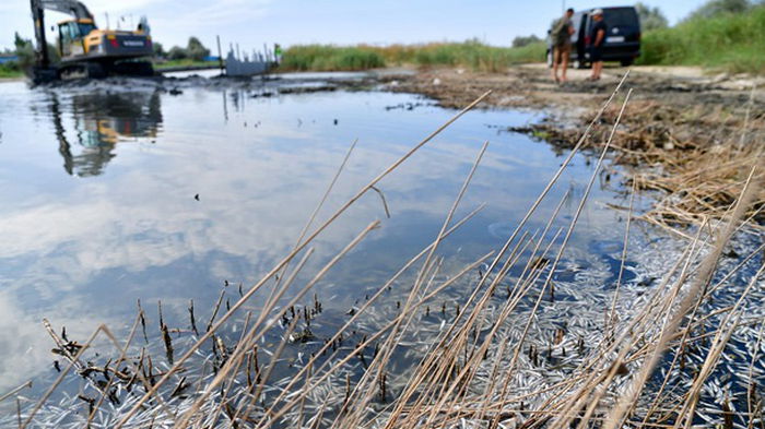 В Одесской области на Тилигульском лимане массово гибнет рыба