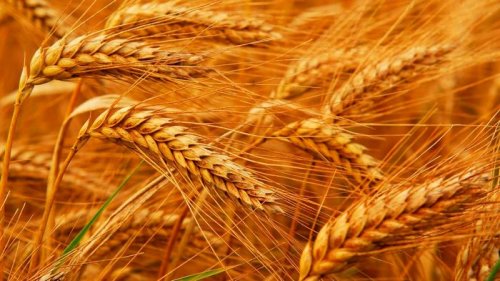 Озимая пшеница от «Агро Эксперт» – уникальный продукт