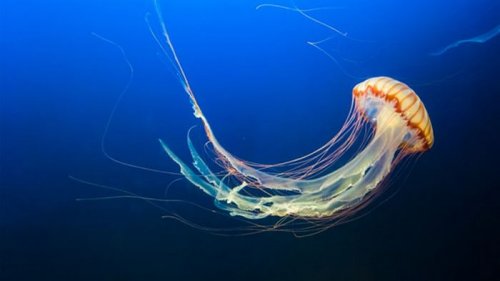 Минздрав дал рекомендации пострадавшим от медуз