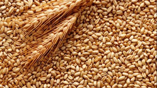 Озимая пшеница от