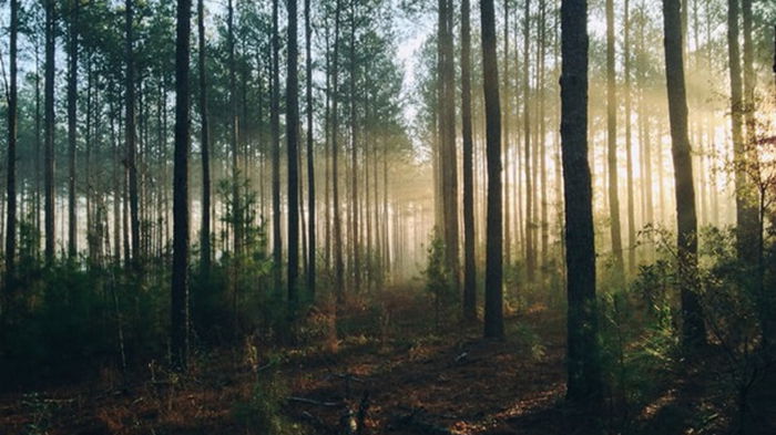 В Украине планируют выращивать промышленный лес