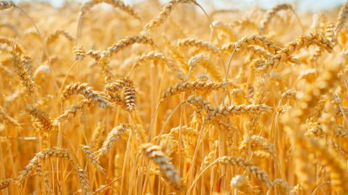Впервые украинские аграрии соберут больше зерновых, чем при СССР