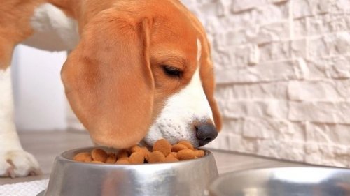 Выбор сухого корма для собак: сравнение характеристик