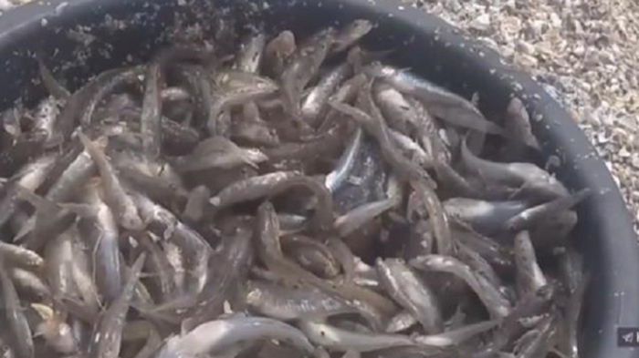 На Херсонщине люди собирают рыбу руками и лопатами (видео)