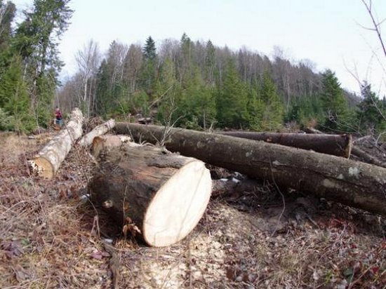 Евросоюз поддерживает украинцев в желании защитить свои леса