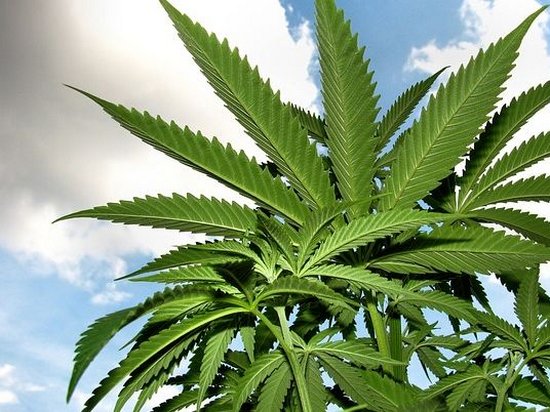 Ученые рассказали о новой опасности употребления марихуаны