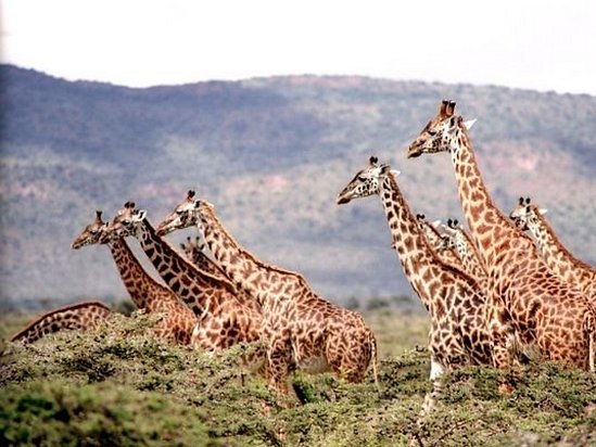 Популяция жирафов на планете находится на грани вымирания