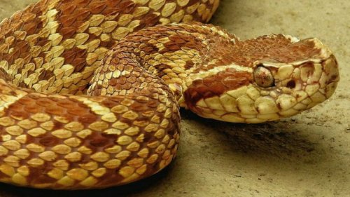 В Бразилии обнаружили эффективность яда змеи против COVID-19