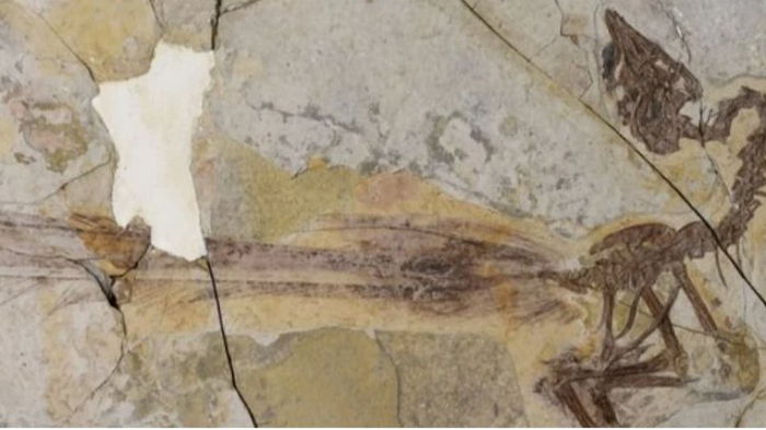 В Китае обнаружили пернатого динозавра с необычным хвостом