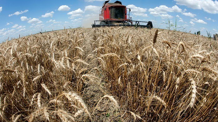 Украина резко увеличит экспорт пшеницы