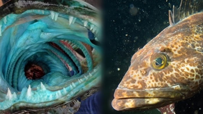 Ученые нашли рыбу, которая теряет и отращивает по 20 зубов в день