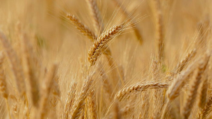 Цены на зерно в Украине выросли