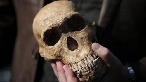 Палеонтологи нашли первый в истории череп 4-летнего ребенка Homo naledi (фото)