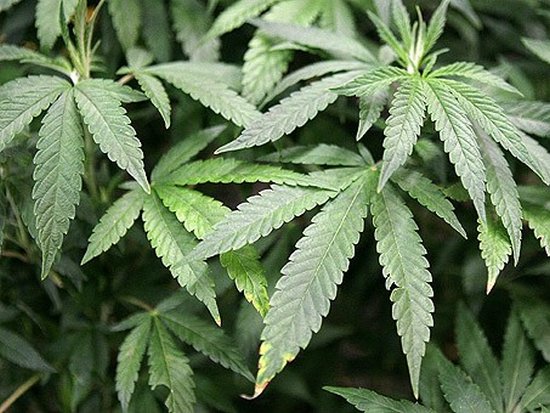 В Грузии отменили уголовную ответственность за курение марихуаны