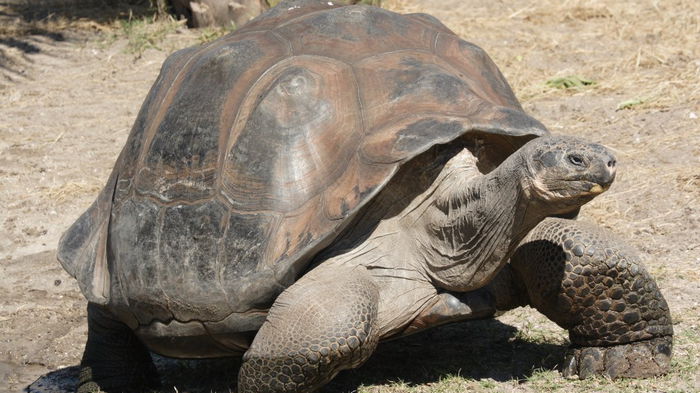 Ученые выяснили, как гигантские черепахи живут более 100 лет