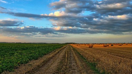 В Украине уже продано почти 120 тысяч гектаров земли