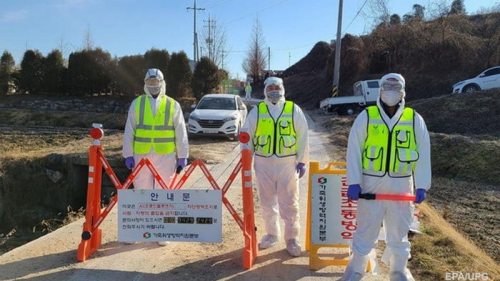 В Южной Корее зафиксировали восьмую вспышку птичьего гриппа