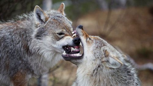 Люди полностью истребили норвежского волка – генетики