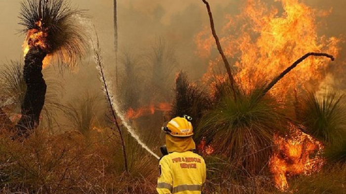 В Австралии вспыхнули лесные пожары (видео)