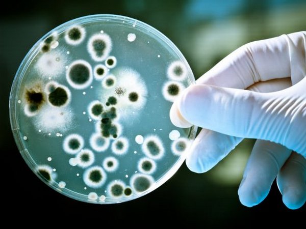 Микробы в кишечнике могут «манипулировать» настроением человека