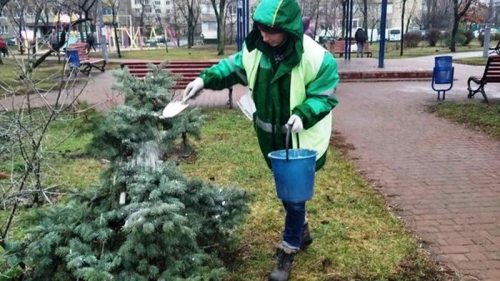 В Киеве усилили охрану хвойных деревьев
