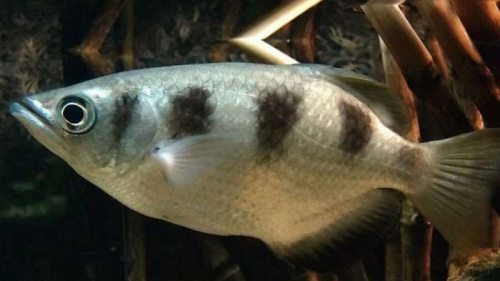 Ученые обнаружили у рыб способности к математике