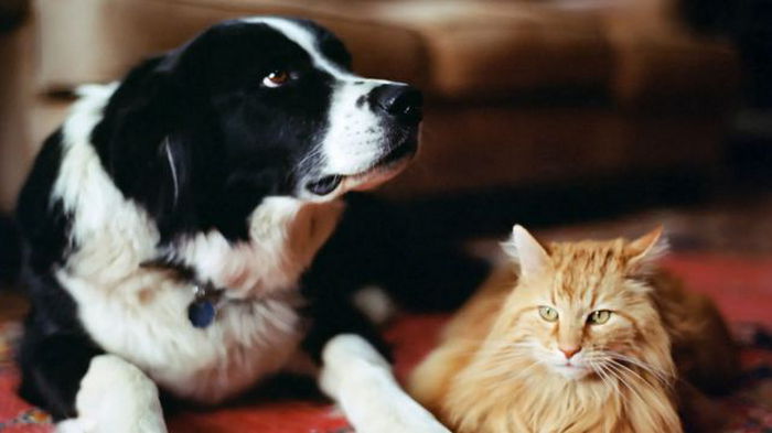 В Испании кошек и собак официально признали членами семьи