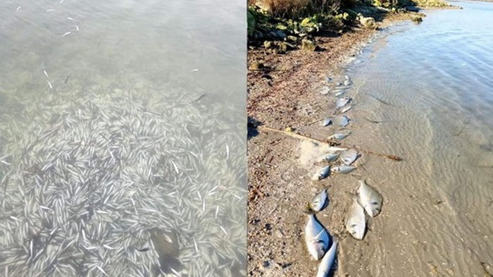 В Греции от холода погибли сотни тысяч рыб (видео)