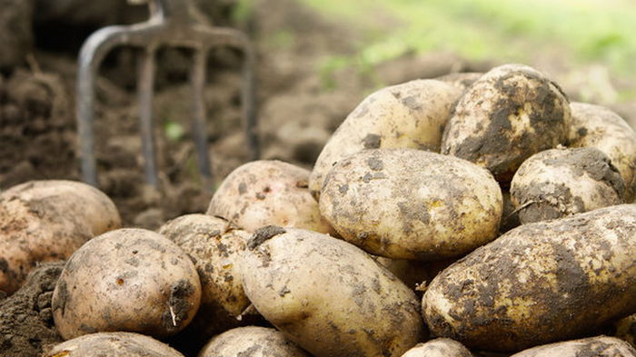Беларусь ввела госрегулирование цен на картофель