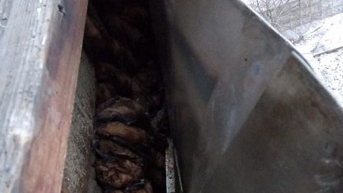 В Днепре в квартире обнаружили 700 летучих мышей (фото)