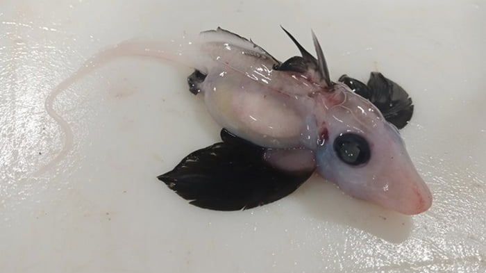 Ученые обнаружили редкого детеныша морской химеры
