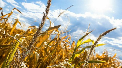 В Китае создали генно-модифицированную пшеницу-мутант, устойчивую к болезни