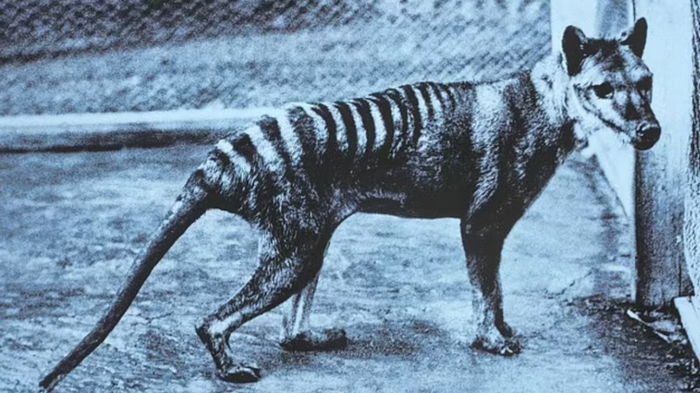 В Австралии на улице города заметили давно вымершее животное – тасманийского волка (фото)