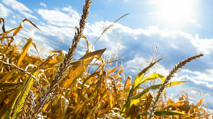 Цены на пшеницу побили 14-летний рекорд