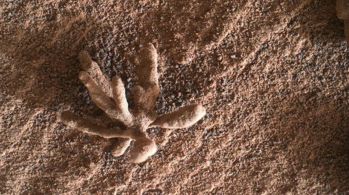 На Марсе нашли крошечный каменный «цветок» (фото)