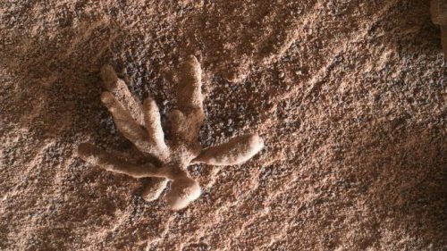 На Марсе нашли крошечный каменный «цветок» (фото)